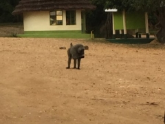 uganda-day4-4