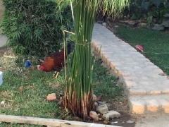 uganda-day-10-2